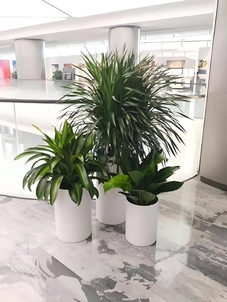 宁波余姚植物租摆，服务超棒，绿植焕新家